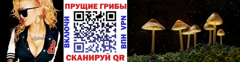 блэк спрут ссылки  купить наркоту  Константиновск  Галлюциногенные грибы прущие грибы 